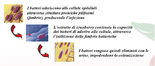 Estratto di Cranberry per prevenire le infezioni urinarie Cranberry per la prevenzione delle infezioni urinarie