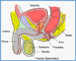 Tumore alla prostata