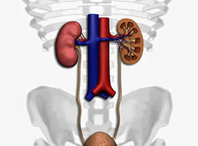 anatomia1