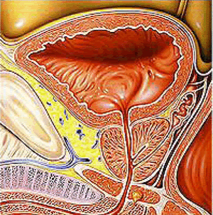 anatomia3