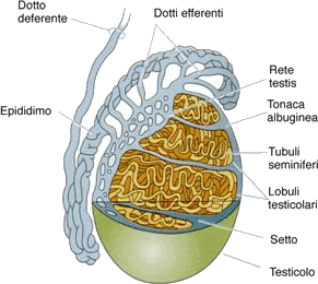 anatomia5