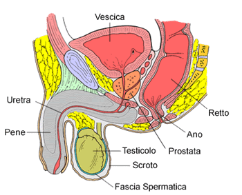 anatomia6