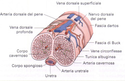 disfunzione erettile