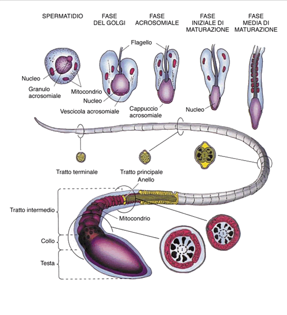 Infertilità maschile: spermatogenesi Infertilità maschile