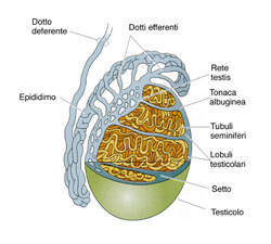 tumoretesticolo1