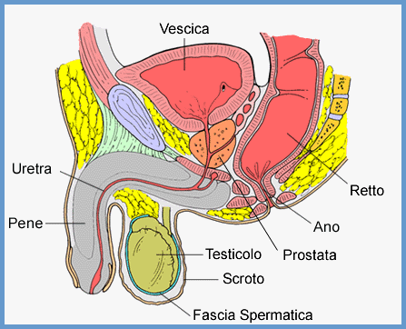 cos'è la prostata sintomi