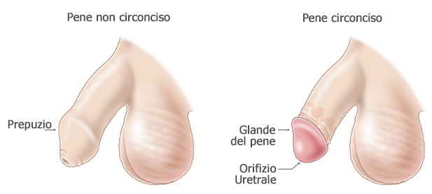 grande pene con prepuzio