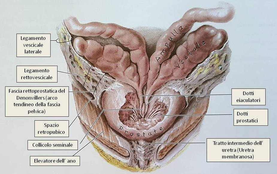 Cos'è la prostata: sezione della porzione posteriore della prostata Cos'è la prostata