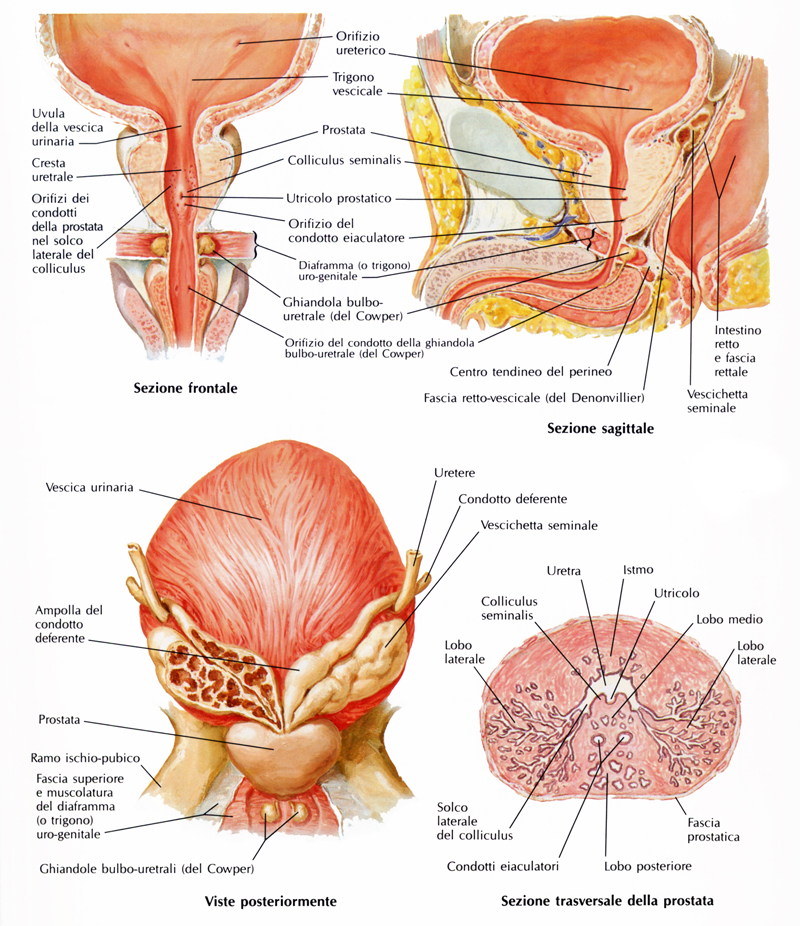 prostata ghiandola esocrina