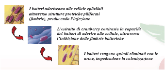 Estratto di cranberry per le infezioni alle vie urinarie